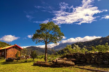 Single tree with rowed cabin by the mountain area. Taiwan