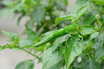 Fresh chilli (Bird's Eye Chili Pepper)