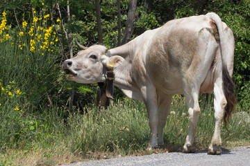 Grossa mucca che mangia l'erba