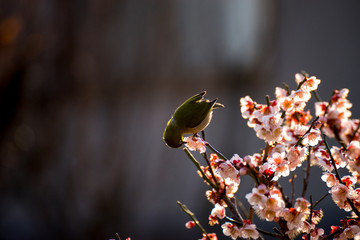 梅の木とめじろ