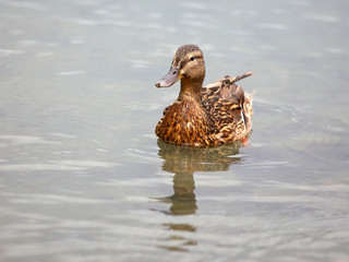 Female mallard duck