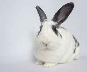 Funny white rabbit sitting on a white background