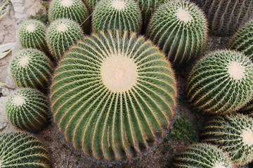 cactus close up