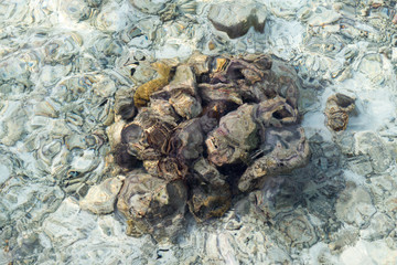 The underwater stones