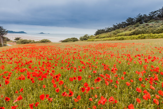 Red poppy field near sea, Brittany