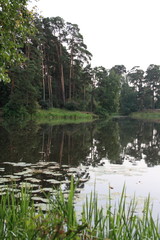 Silver forest, year 2009