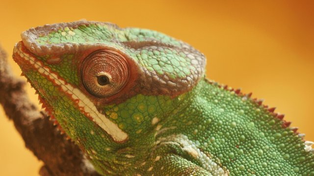 cam&eacute;l&eacute;on