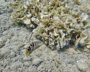 sea comber on a mediterranean reef