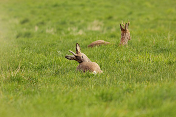 Sarna europejska (Capreolus capreolus) © Bartosz Rakoczy