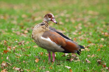 Egyptian Goose