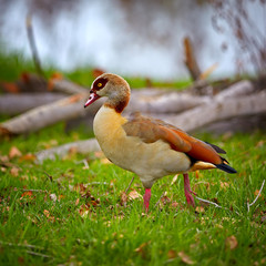 Egyptian Goose