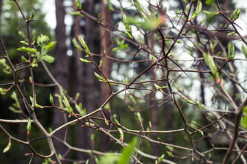 Crataegus branch with thorns and leaves blooming in spring