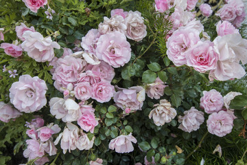 Close detail view of a bush of beautiful pink roses.