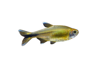 Silver tipped tetra (Hasemania nana)