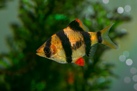 Aquarium fish - barbus Sumatra (Barbus pentazona)