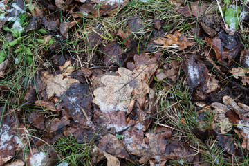 grass under the snow