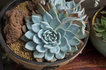  Miniature succulent plants