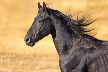 Obraz premium Friesian Stallion in motion close-up