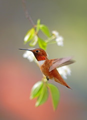 Fototapeta premium Rufus Hummingbird in flight 