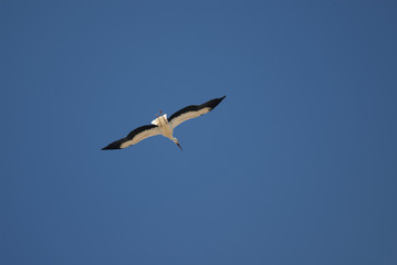 Almudevar (Aragon, Spain): stork