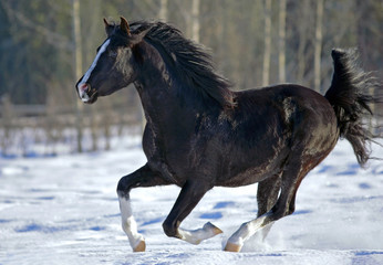 Obraz na płótnie Canvas Beautiful black Stallion running on snow