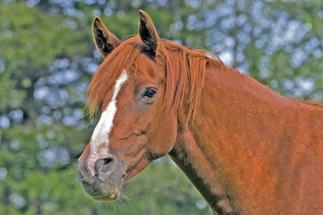 Arabian chestnut mare, portrait closeup