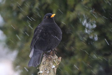 Amsel