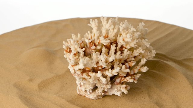 Coral on sand, white, rotation