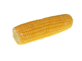 fresh corn