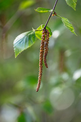 Young pair of birch catkins