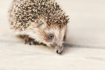 Small Funny Hedgehog On Wooden Floor