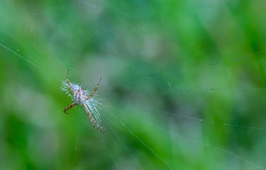 Aranha na teia.