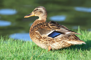 Duck