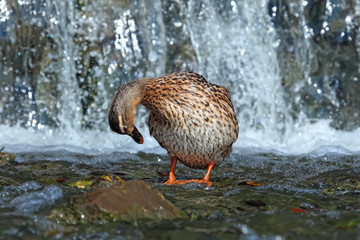 Mallard duck