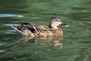 Mallard duck