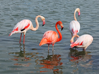 Pink Flamingos in the water