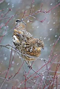 Ruffed Grouse perched in tree