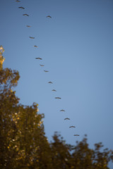 cranes in sky