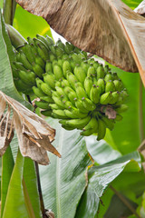 большая связка бананов на пальме