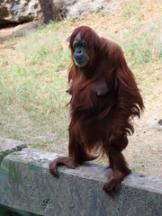 Obraz premium Adult Female Orangutan