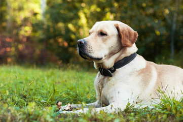 Labrador retriever starimg