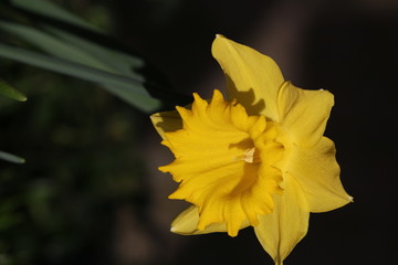 Osterglocke im Garten