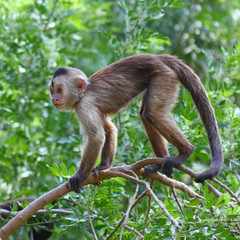 capuchin monkey cub on tree branch