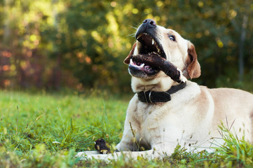 Labrador retriever playing with stick