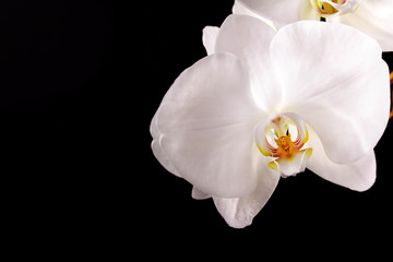 Fototapeta na wymiar branch white orchid and black background