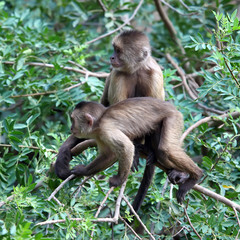 mother capuchin monkey with young sitting on tree branch