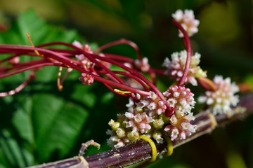 Common dodder (Cuscuta epithymum). Parasitic plant in the family Convolulaceae, growing around nettle stems.  The small white flowers contrast against the red stems