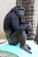 Close up of a Chimpanzee