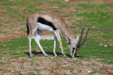 Young Thompson's Gazelle