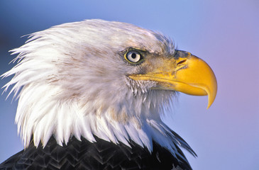 Obraz premium Head of mature Bald Eagle